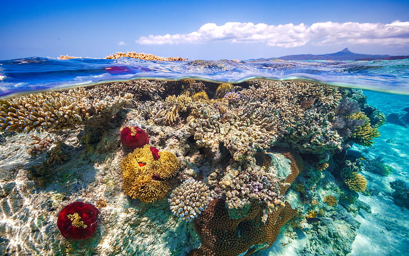 coral, underwater world, sea, tropical islands, coast, coral reef, HD wallpaper