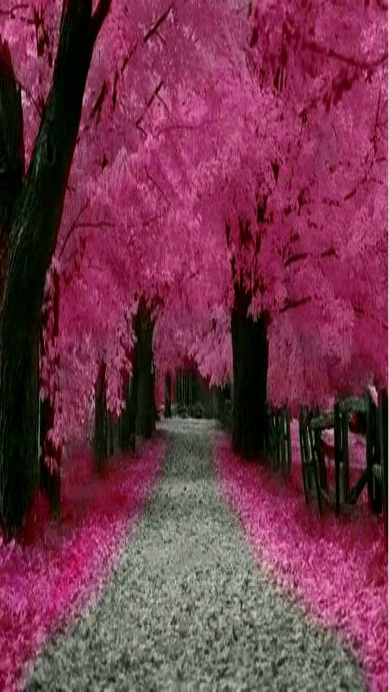 1920x1080px, 1080P free download | Nature in Pink, in pink, nature, HD ...