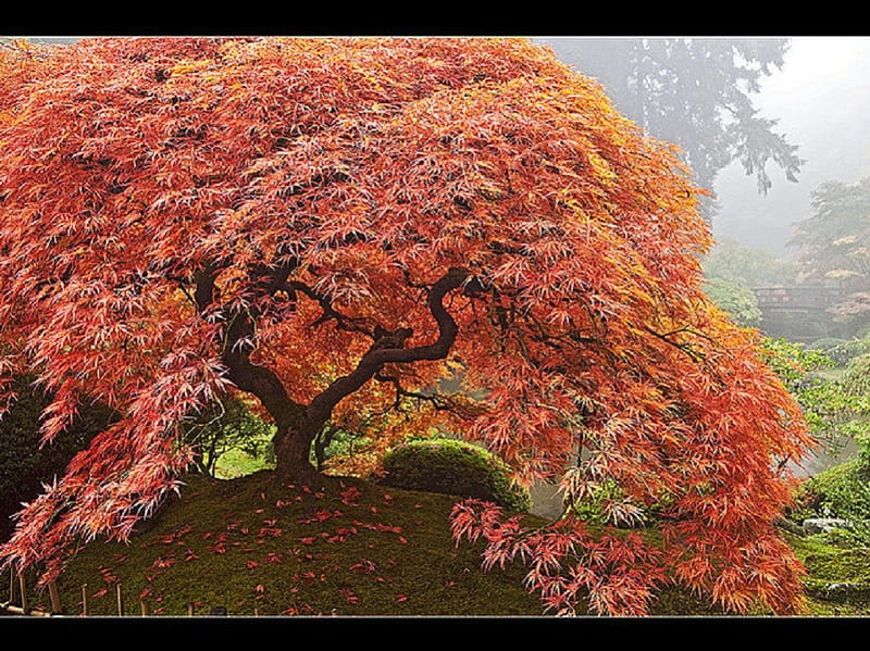 The Maple Tree, garden, tree, nature, japanese, HD wallpaper