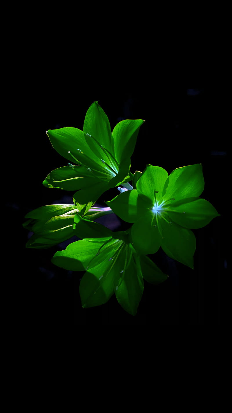 Green flowers, black, dark, light, nature, HD phone wallpaper