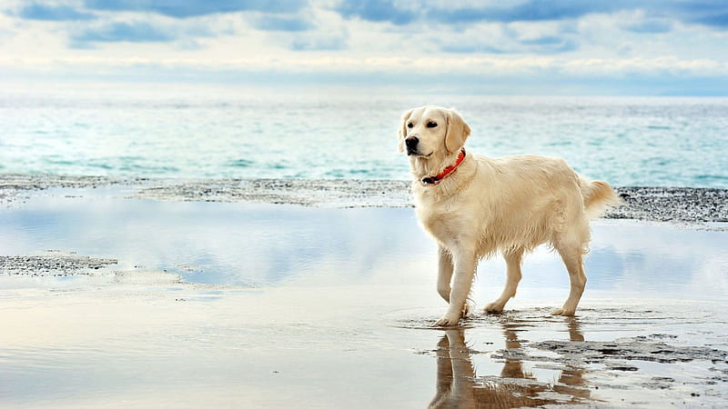 White Labrador Retriever Is Walking On Beach Sand In Oceah Background Dog, HD wallpaper