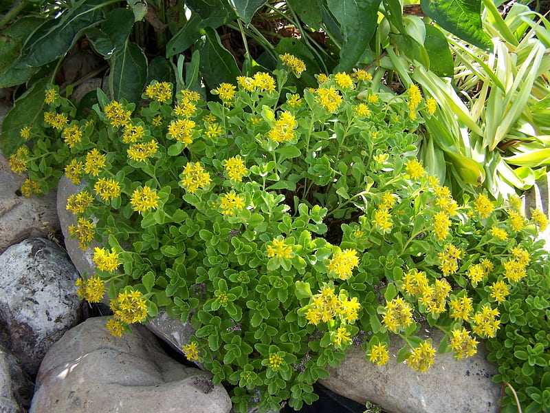 Stonecrop in Bloom on Rocks, Bees, Drought Tolerant, Landscape, Plants, HD wallpaper