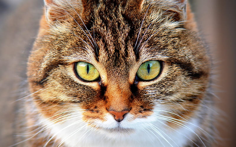 American Wirehair Cat pets, cute animals, close-up, green eyes, cats, domestic cats, American Wirehair, HD wallpaper