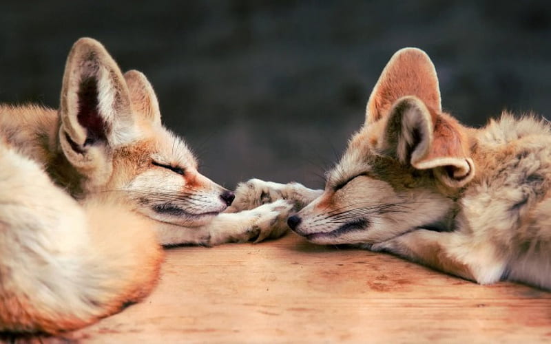 Foxy Dreams, pretty, wonderful, stunning, marvellous, bonito, adorable, animal, sweet, nice, outstanding, animals, super, amazing, fantastic, sleeping, cute, fox, skyphoenixx1, dreaming, awesome, great, HD wallpaper