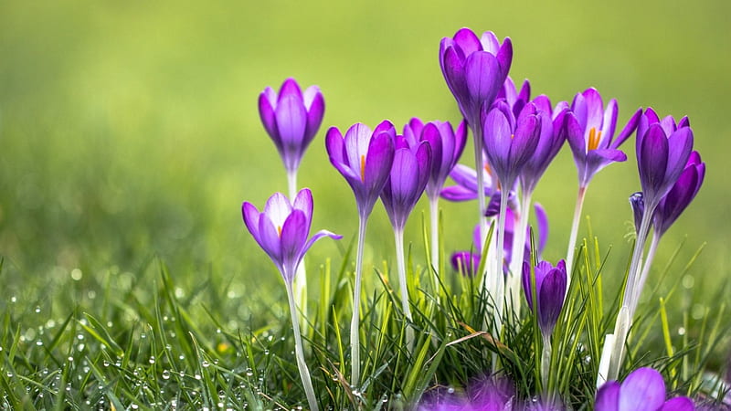 Crocuses, crocus, purple, green, grass, flower, spring, pink, HD wallpaper