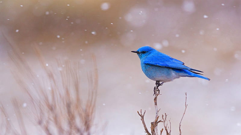 Blue Sialia, pasari, bird, winter, iarna, HD wallpaper | Peakpx