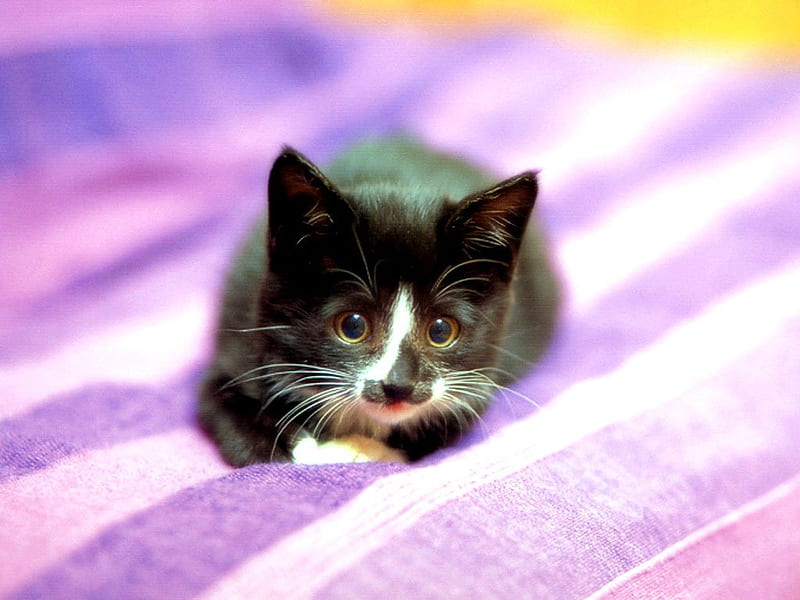 Little calico cat, calico, cat, kitten, animal, sweet, HD wallpaper