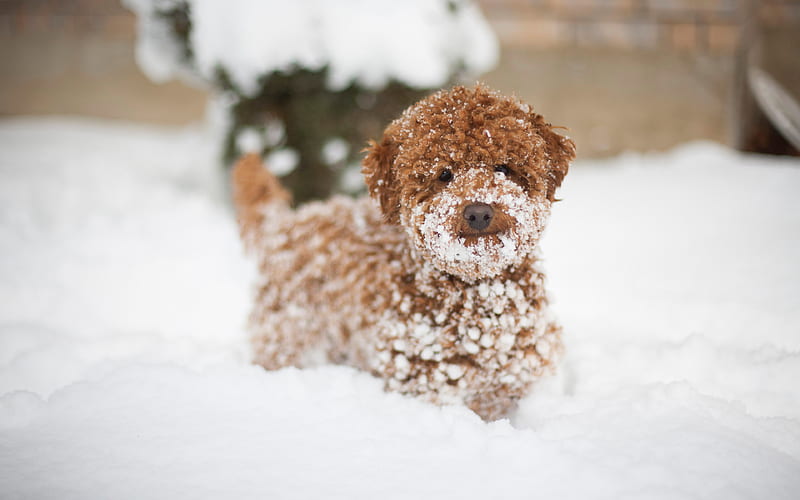 poodle, small puppy, brown dog, curly puppy, winter, snow, pets, HD wallpaper