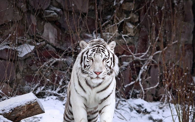 white tiger, winter, predator, wild cat, tigers, HD wallpaper