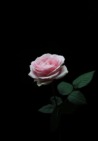 close up of pink rose | Stock image | Colourbox
