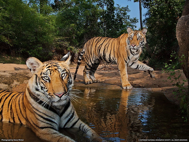 Tiger India-National Geographic magazine, HD wallpaper