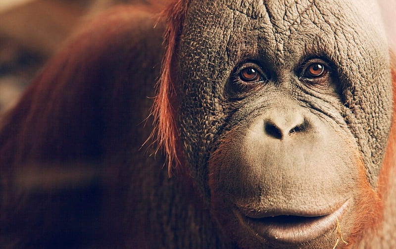 Orangutan, Animal, apes, Asian, HD wallpaper