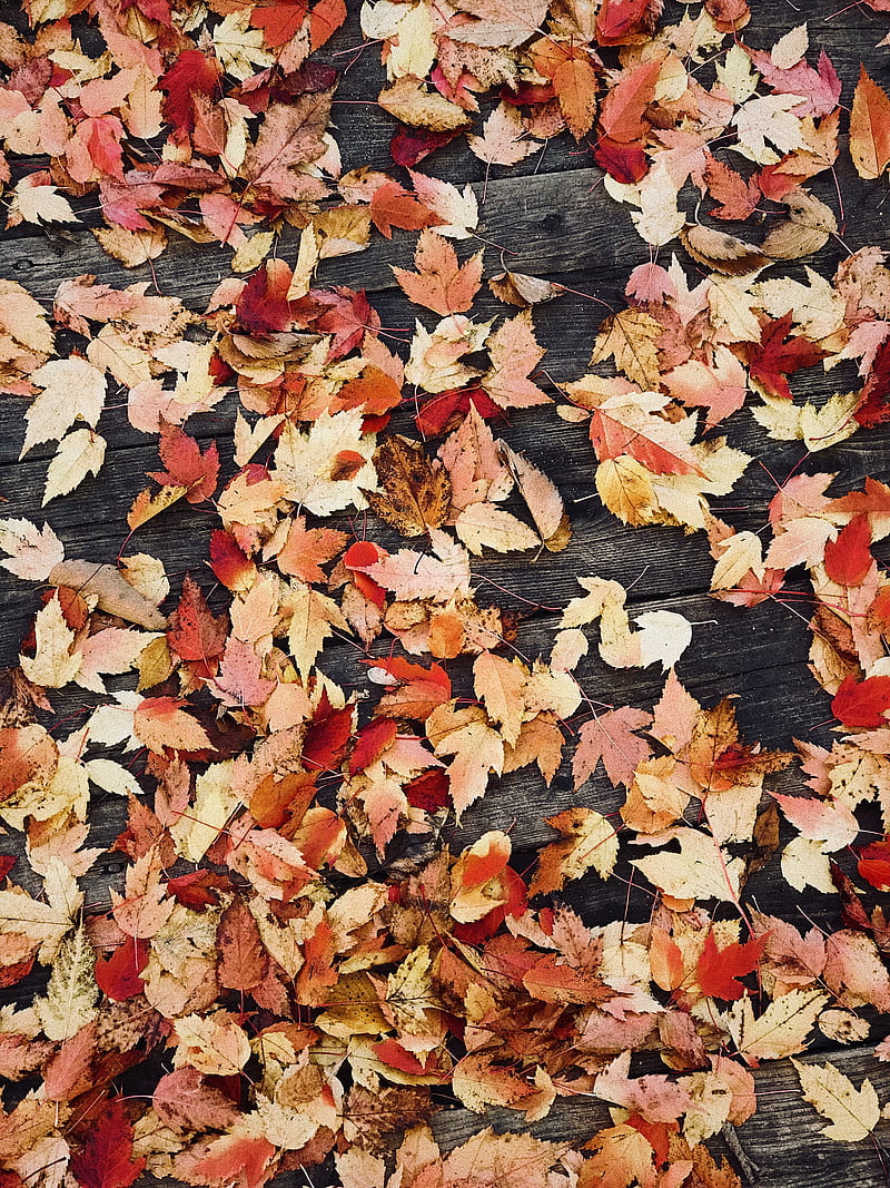 dried leaves on wooden surface, HD phone wallpaper