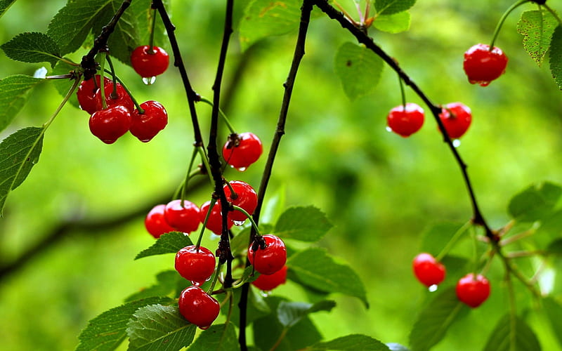 Cherries after the rain, rain, green, red, fruit, water drops, cherry, HD wallpaper