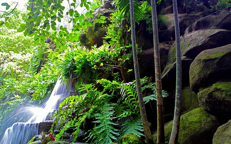 FOREST WATERFALLS, forest, watertfalls, green, nature, bamboo, HD wallpaper