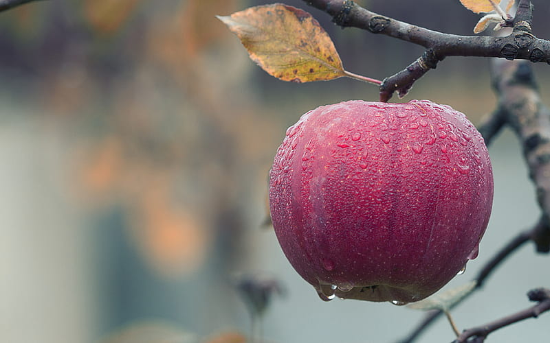 apple autumn, fruits, bokeh, dew, HD wallpaper
