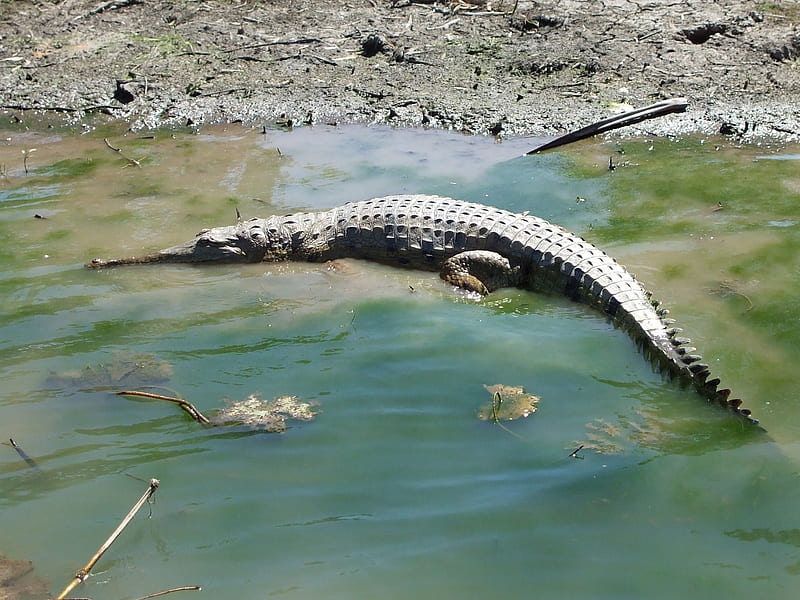 Crocodile, Kakadu National Park, australia, wetlands, crocodile, HD wallpaper