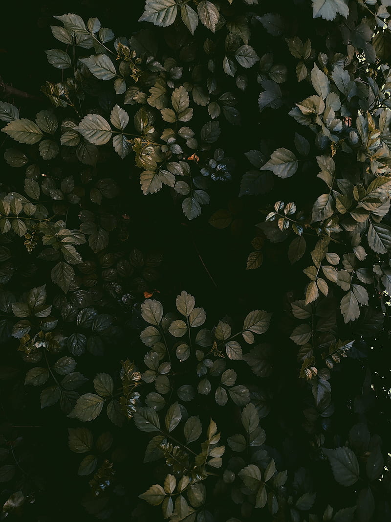 leaves, grass, aerial view, HD phone wallpaper