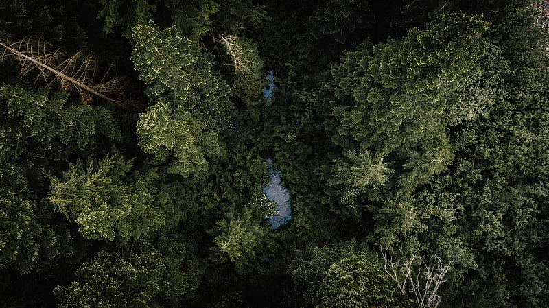 forest, river, aerial view, trees, treetops, HD wallpaper
