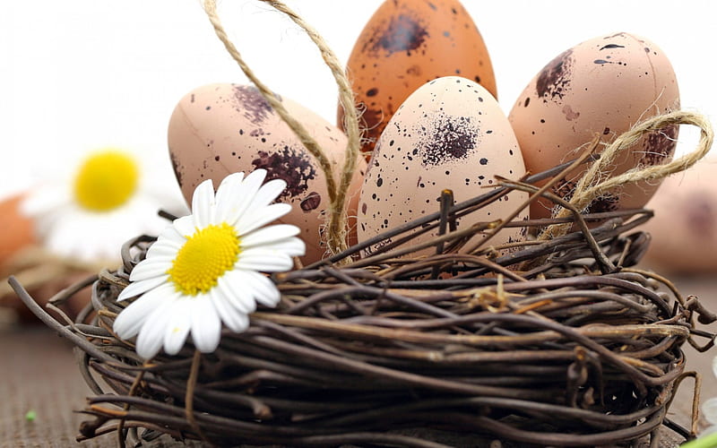 Happy Easter!, brown, yellow, easter, spring, egg, nest, flower, white, daisy, HD wallpaper