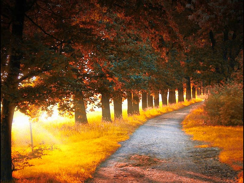 Autumn Trees, autumn, path, bonito, trees, HD wallpaper | Peakpx