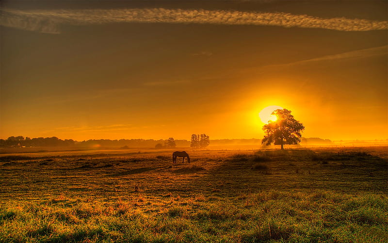 Good evening, sun, view, colors, bonito, sunset, horse, splendors, nature,  fields, HD wallpaper | Peakpx