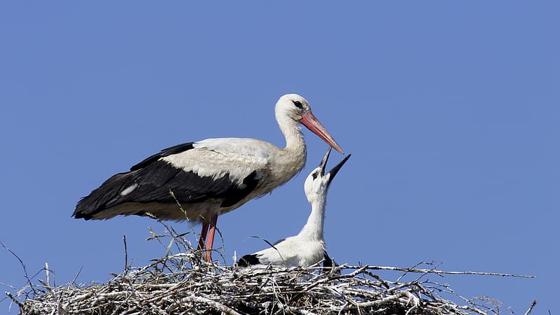Birds, Animal, White Stork, HD wallpaper