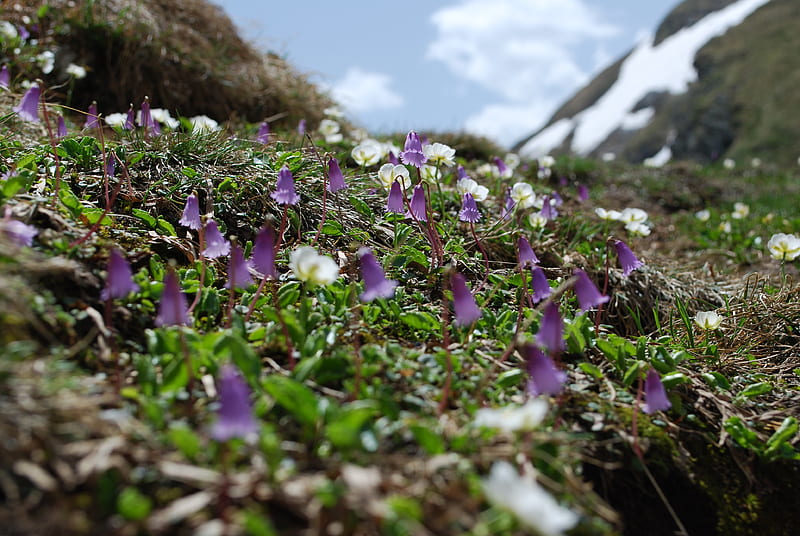 Spring is here !, mountain, trekking, flowers, romania, HD wallpaper