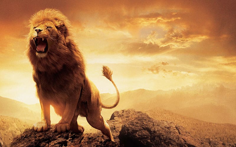 Lion, Movie, The Chronicles Of Narnia: The Lion The Witch And The Wardrobe, The Chronicles Of Narnia, Aslan, HD wallpaper