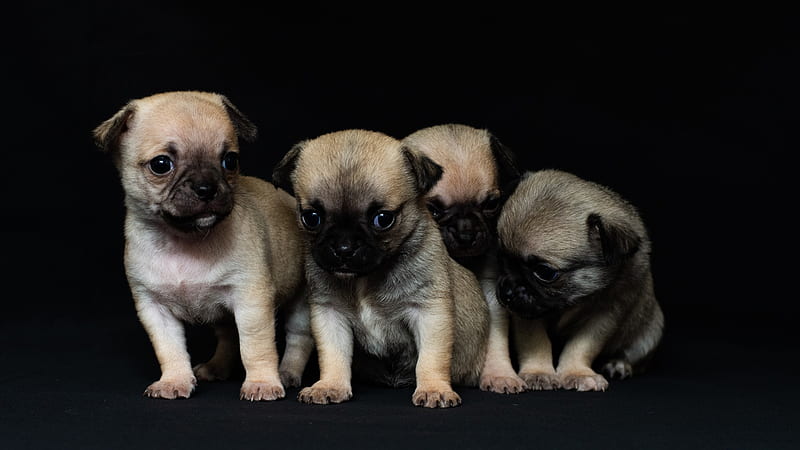 Four Pug Puppies In Black Background Animals, HD wallpaper