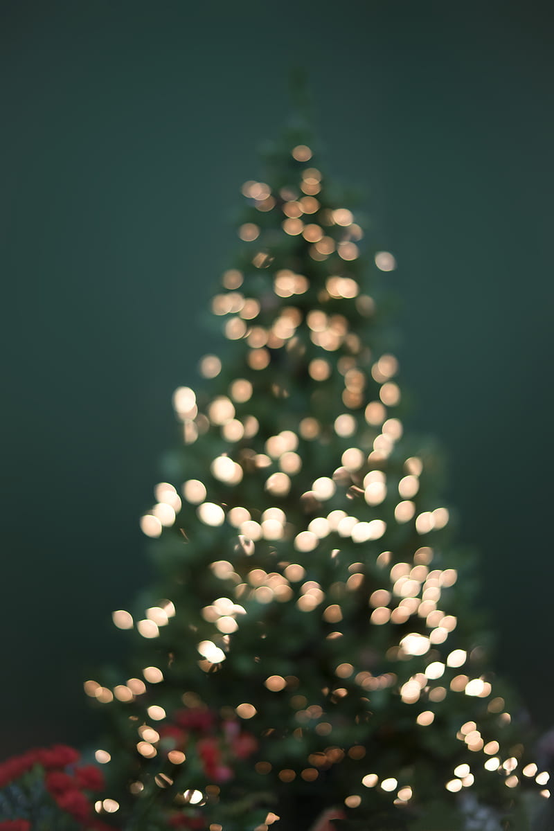 boke graphy of christmas tree and string lights, HD phone wallpaper