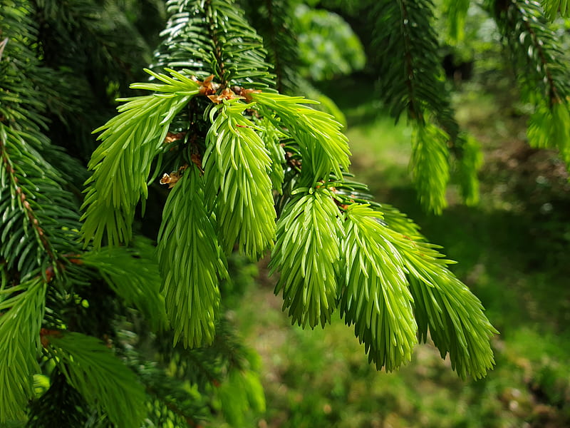 spruce, needles, branches, macro, green, HD wallpaper