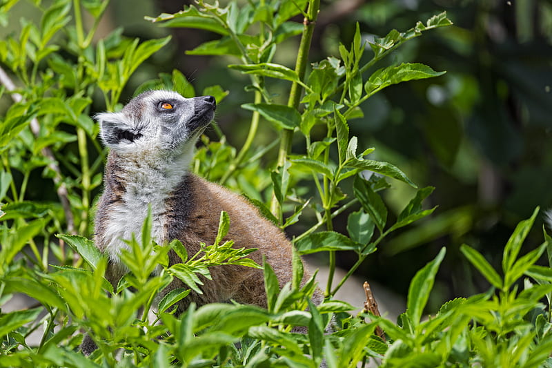 lemur, animal, profile, grass, HD wallpaper