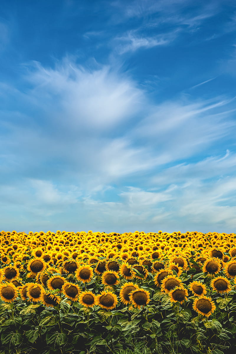 Sunflower Field, harvest, meadows, farming, farm, athletics, , athletic, HD phone wallpaper