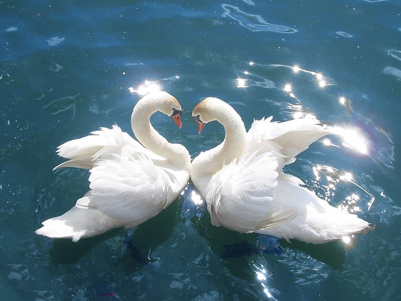 Romantic Swans, White, Couple, Swans, Romantic, HD wallpaper