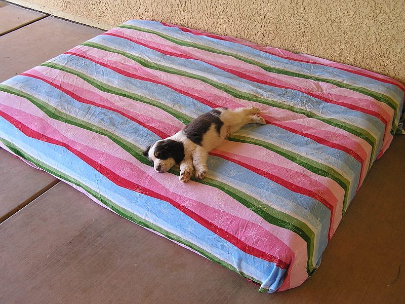 In Peace..., puppies, english springer spaniel, striped blanket, bed, animals, dogs, HD wallpaper