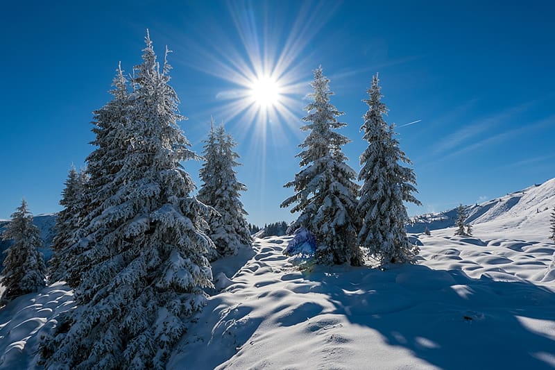 Mountain with snowy pines in Austria, Austria, ines, Snow, Mountain, Sum, HD wallpaper