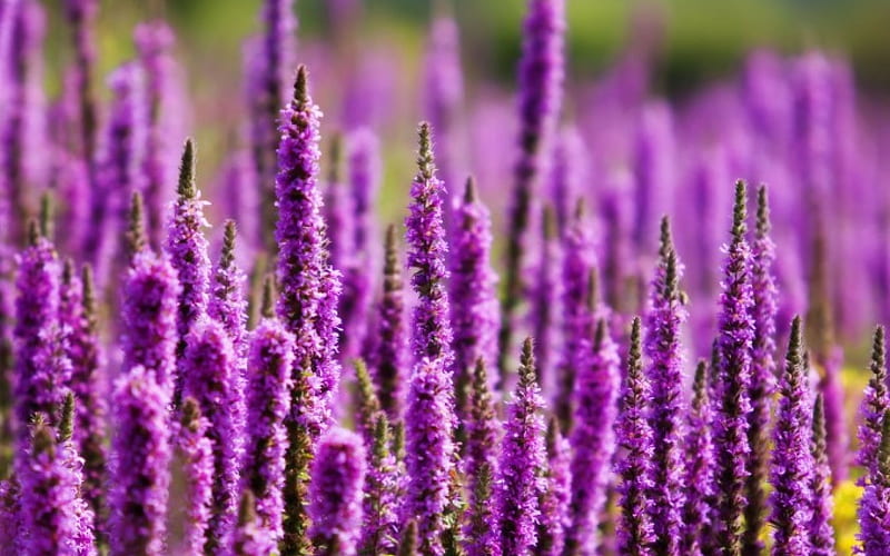 Vivid Purple Loosestrife, purple, wild, flowers, day, nature, loosestrife, field, HD wallpaper