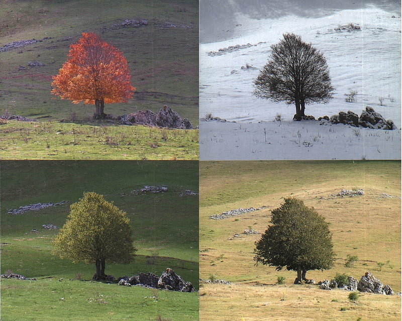 Quattro stagioni, estate, stagioni, primavera, inverno, autunno, HD wallpaper
