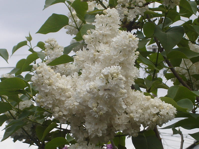 White lilac, flowers, nature, HD wallpaper | Peakpx