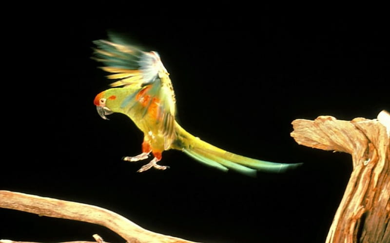 Beautiful Parrot, yellow, parrot, bird, flying, HD wallpaper