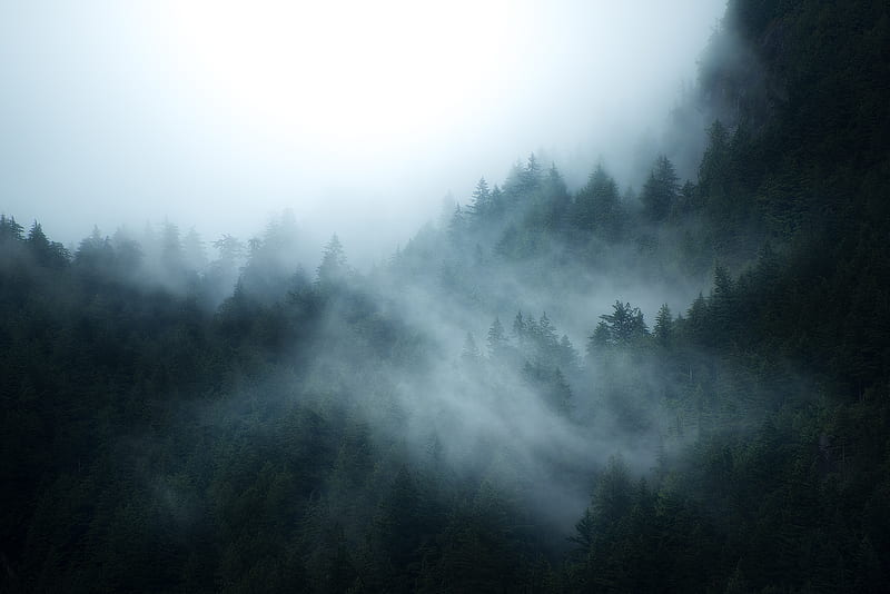 British Columbia Foggy Forest, HD wallpaper