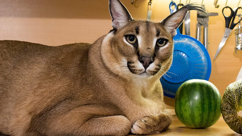 Meet 'Big Floppa' - the hero of the most popular cat meme of 2020 (), HD  wallpaper