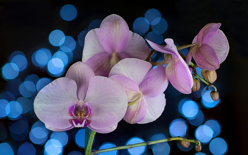 violet orchids, macro, violet flowers, flora, bokeh, Orchidaceae, orchids, Phalaenopsis, HD wallpaper