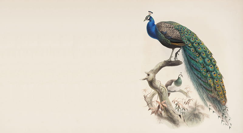 Peacock, art, green, bird, paun, painting, pasari, pictura, blue, HD wallpaper