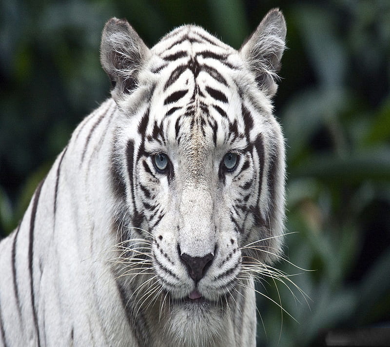 White Tiger, HD wallpaper | Peakpx