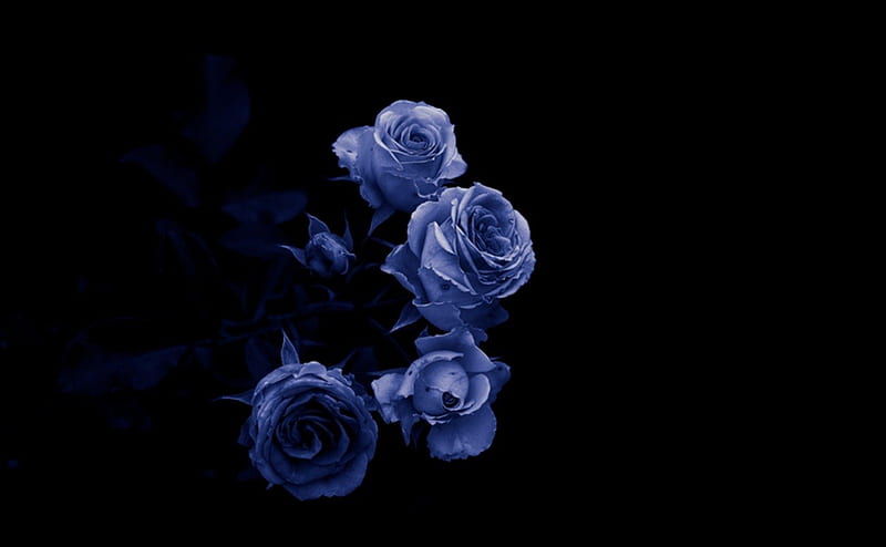 Roses are Blue, chic, bloom, essence, rose, black, blossom, cool, dark, flower, beauty, stylish, blue, HD wallpaper
