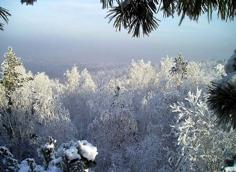 Icy Trees, bonito, cold, graphy, leaves, nice, beauty, blue, amazing