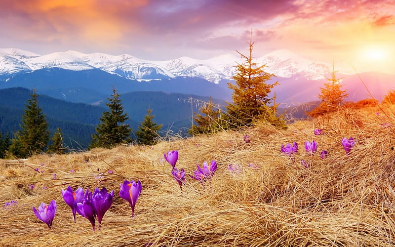 Purple Flowers, crocus, grass, trees, snow, mountains, flowers, nature, landscape, meadow, spruce, HD wallpaper