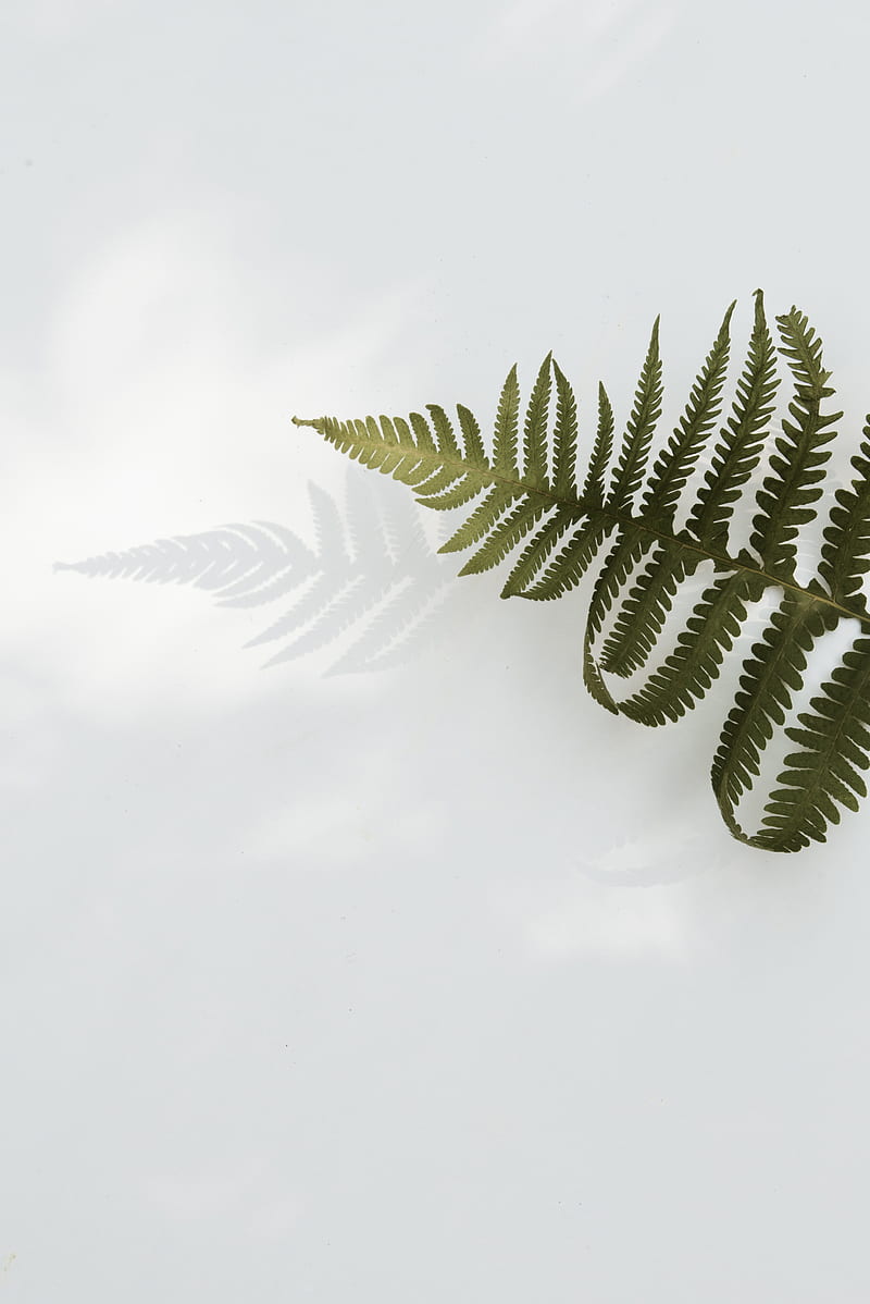 Green Fern Leaf, HD phone wallpaper